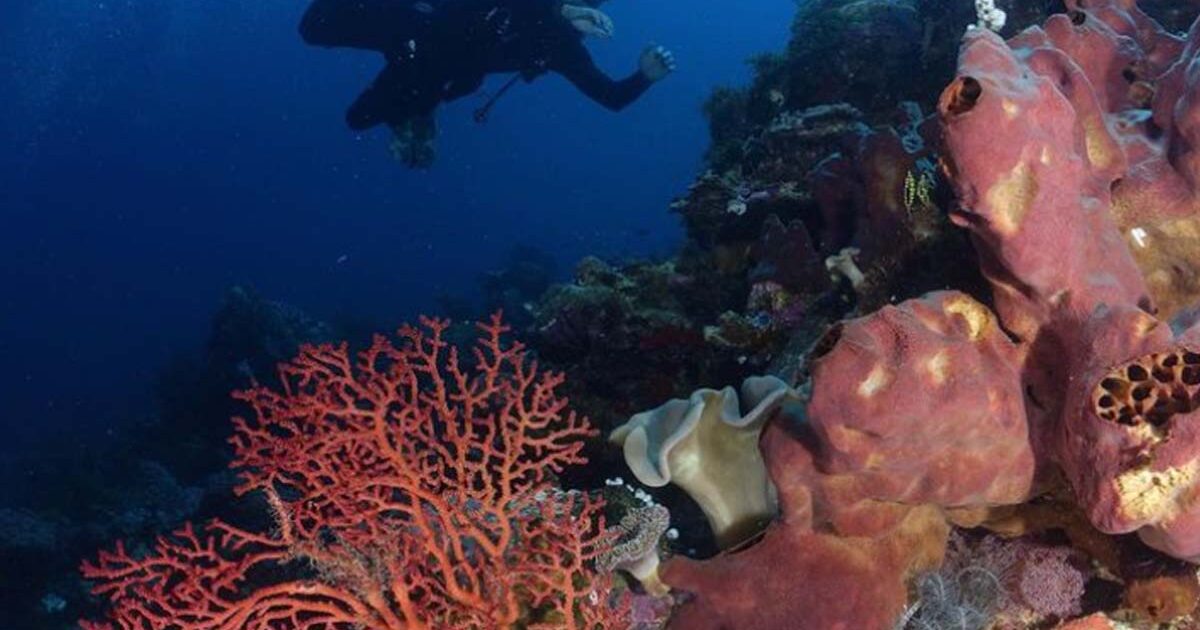 Pulau Tomia