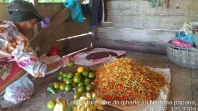 Kisah Nurtima Popana di Perbukitan Bolmut