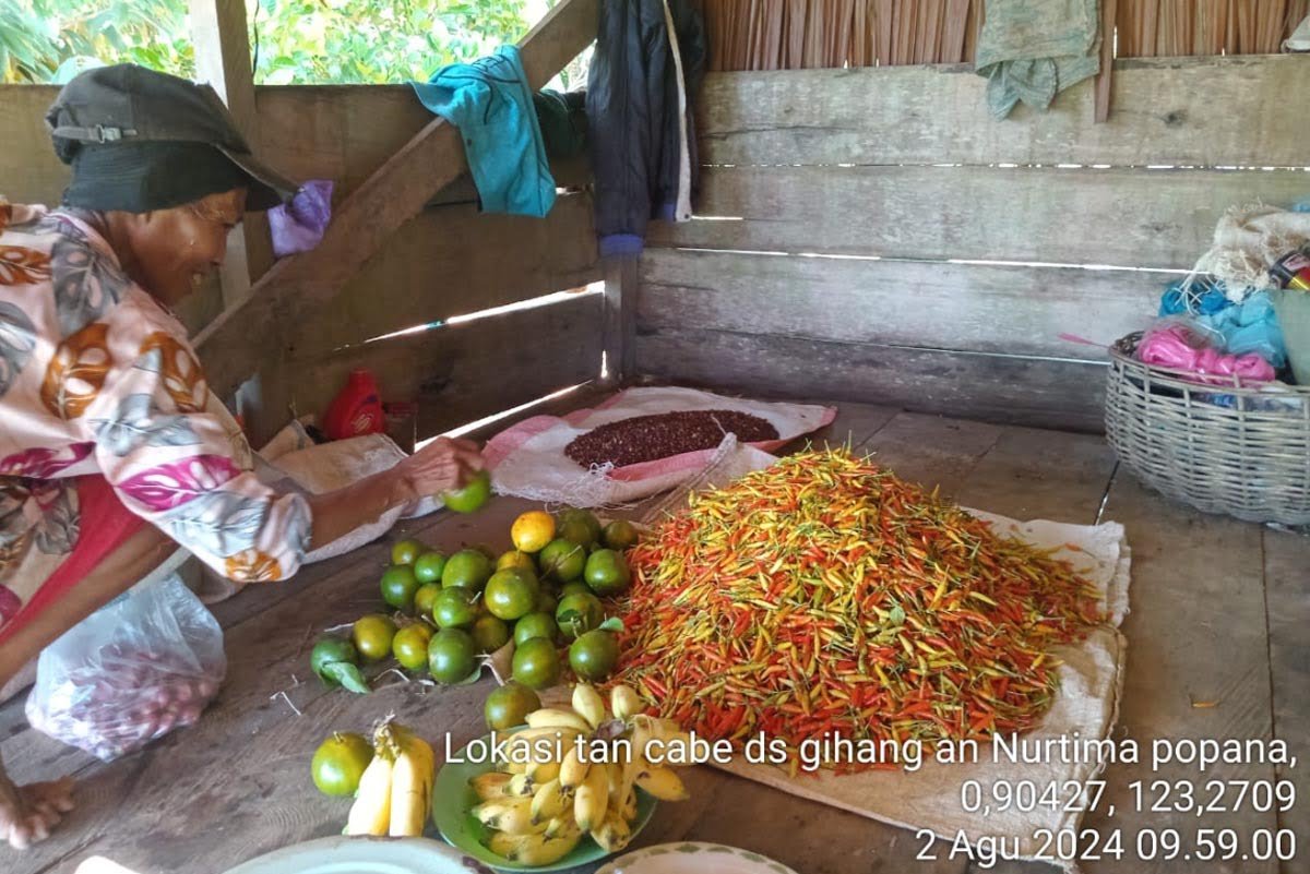 Kisah Nurtima Popana di Perbukitan Bolmut