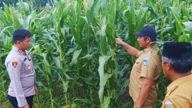 Kapolres Bolsel Tinjau Perkebunan di Panango