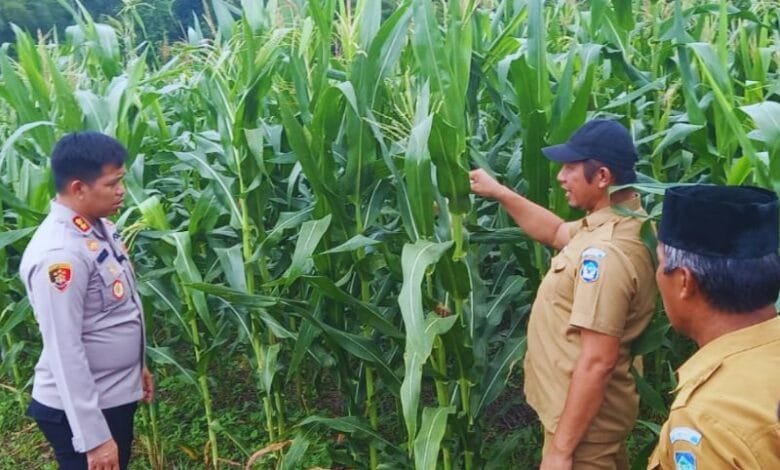 Kapolres Bolsel Tinjau Perkebunan di Panango