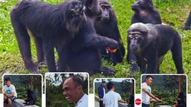 monyet hitam Kebun Kopi