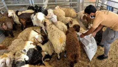 harga hewan kurban turun