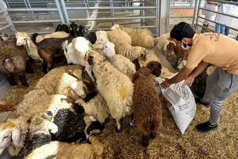 harga hewan kurban turun