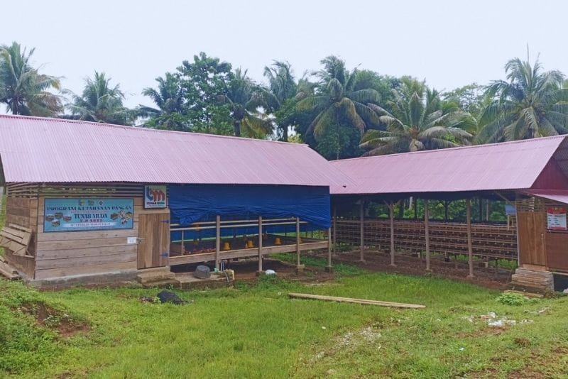 BUMDes Tunas Muda Kopi produksi telur