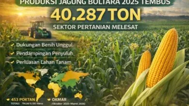 produksi jagung Boltara